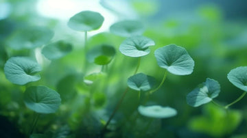 Centella Asiatica: Unveiling the Power of a Time-Tested Herb